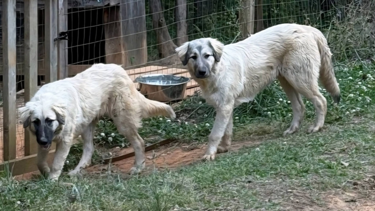 Proyecto “Cachorros en la Penitenciaría” de Dog Networking Agents