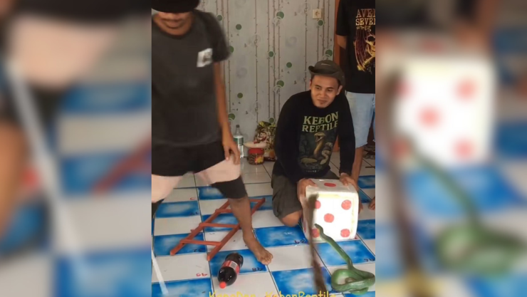 Video viral juegan serpientes y escaleras con víboras de verdad.png