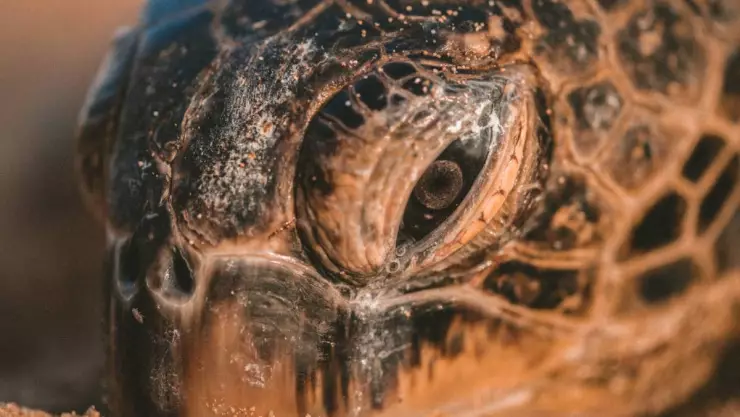 Anida en la Península de Yucatán la tortuga más grande del mundo