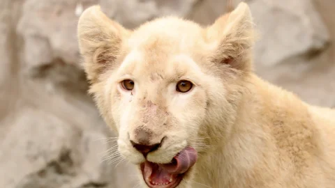 leones lima peru2