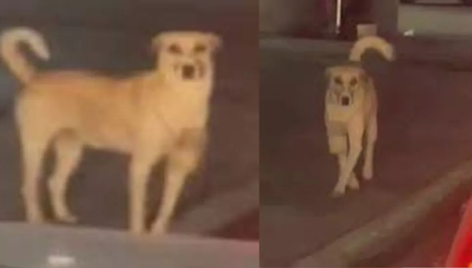 Perro enternece las redes al pedir dinero en un semáforo