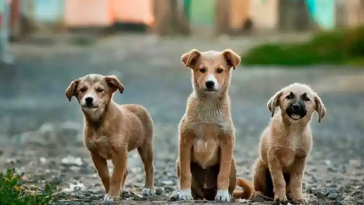 maltrato animal policias cdmx.jpg