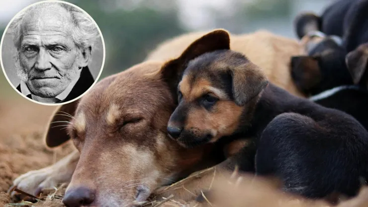 Schopenhauer: filósofo alemán: “Con seguridad se puede afirmar que quien es cruel con los animales no puede ser una buena persona”