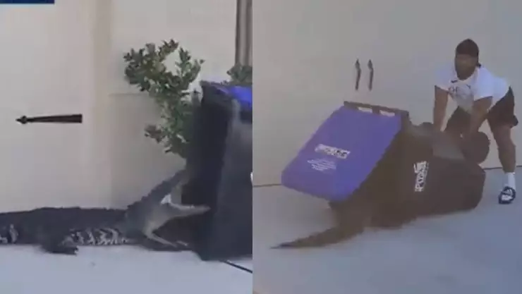 ¡Qué valiente! Hombre atrapa a un cocodrilo en Florida y el momento se viraliza