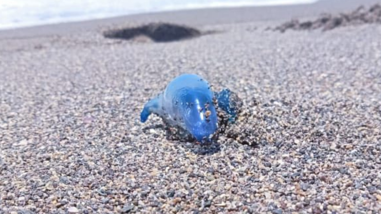 Alerta en Michoacán por medusa dragón azul