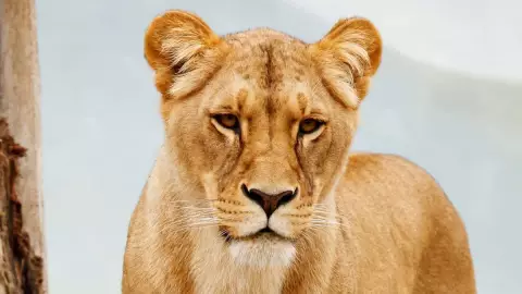 Leona ataca a mujer en Aguascalientes.