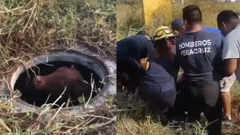 Vaca cae en alcantarilla CFE Veracruz rescatan