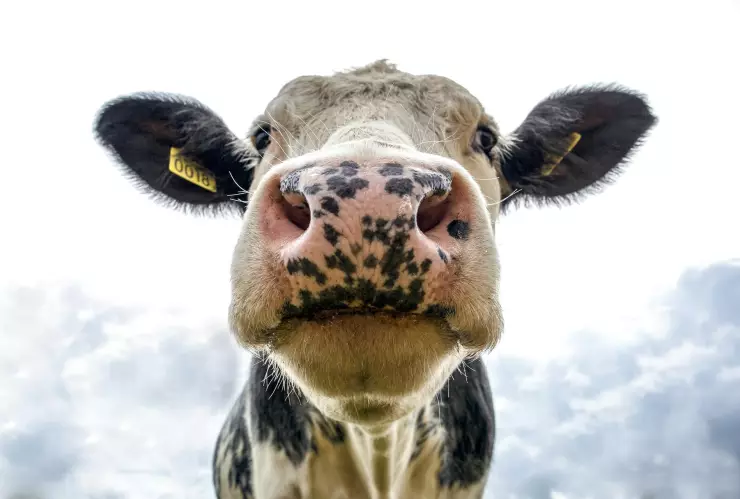 Precio del ganado hoy 16 de julio de 2025; ¿cuánto cuesta en Guadalajara y otros lugares de Jalisco?