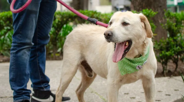 ¿Qué es el metomilo y qué efectos tiene en los perros? El pesticida relacionado con las muertes en Parque España