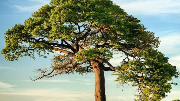Caída de árbol durante celebración de Pascua deja 3 muertos