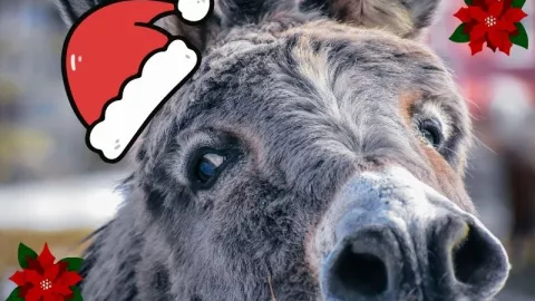 Historia y significado de El Burrito Sabanero: villancico navideño que no puede faltar en los hogares mexicanos