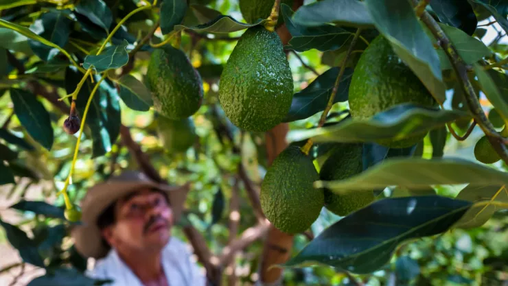 Avocado Industry In Colombia