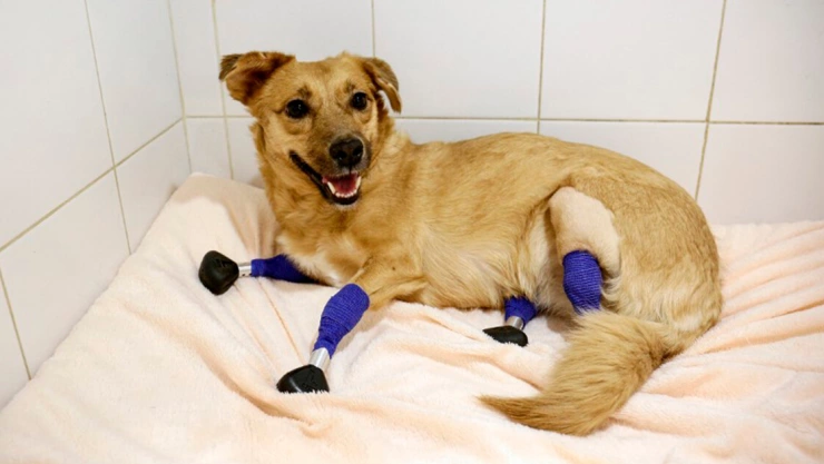 Monika perrita rusa con protesis 