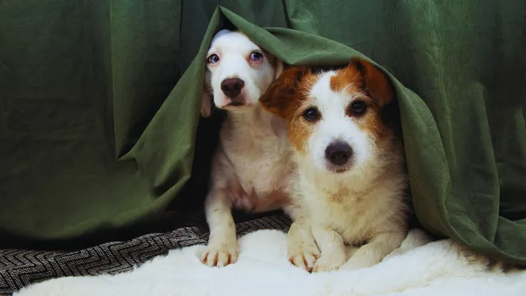 3 claves para evitar que a tu perro le afecte la pirotecnia este 15 de septiembre