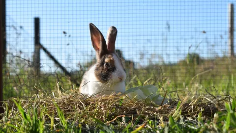 Feria ganadera internacional de queretaro_concurso de conejos.jpg