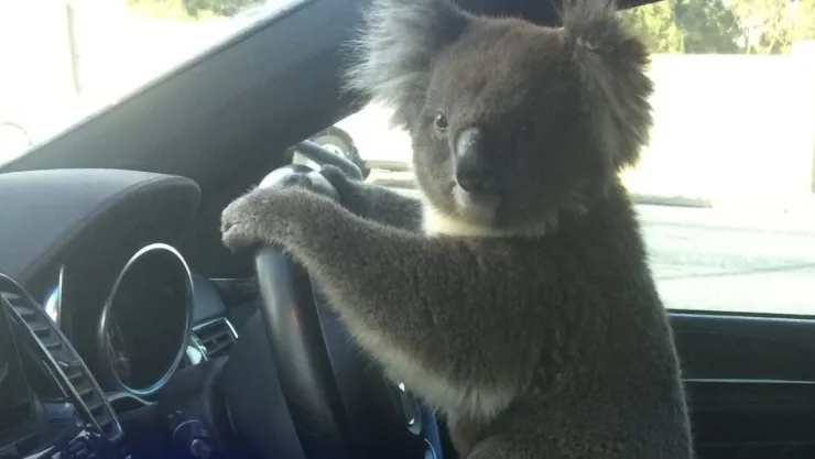 koala-piloto.jpg