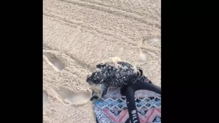 tortuga bebe cancun arollada.jpg