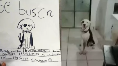 Perrito perdido es encontrado con dibujo