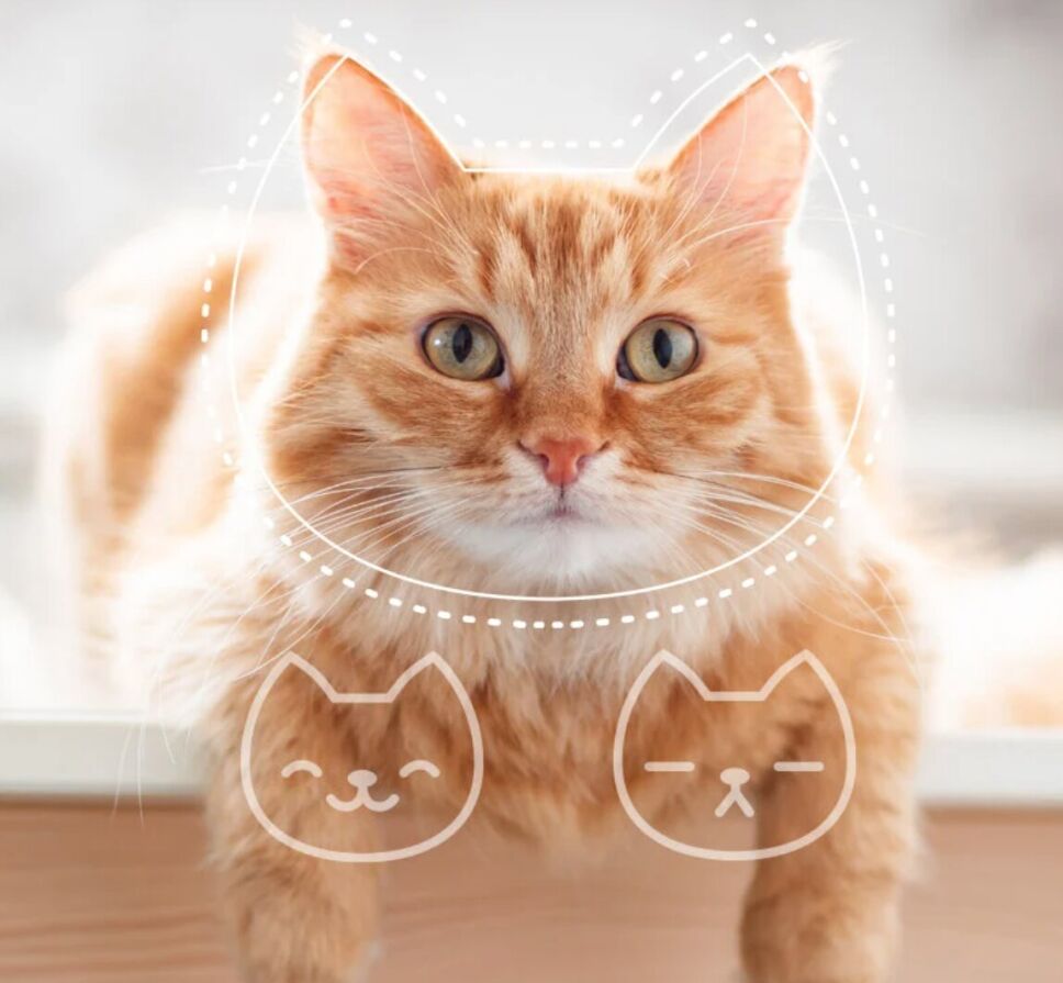Con la cámara de un smartphone es posible conocer el estado de ánimo del animal.