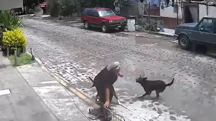 mujer de la tercera edad es atacada por perros en pedro escobedo, querétaro.jpg
