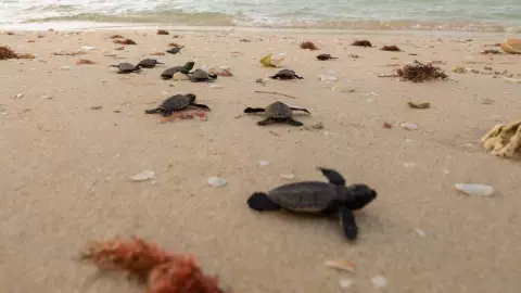 liberacion tortugas marinas sisal