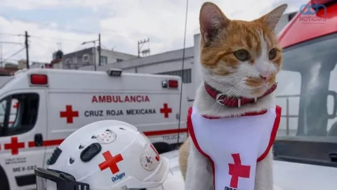Gato Cruzberto de la Cruz Roja