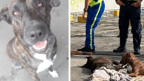 VIDEO Hombre disparó a perro que defendió a su dueño en CDMX