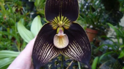 Planta oliendo casa a cítricos