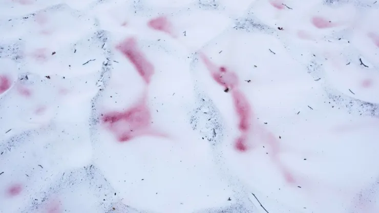 Nieve rosa o nieve de sandía