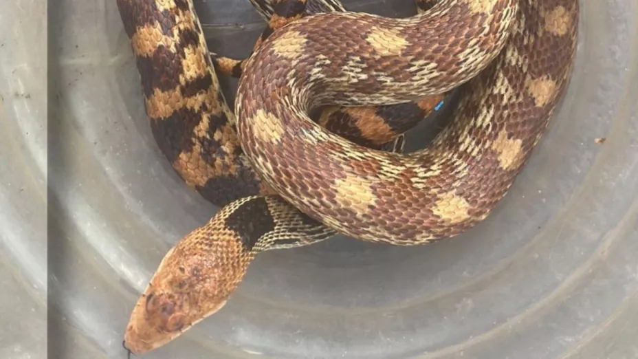 Serpiente de 2 metros es resguardada tras estar en vía pública en calles de Guadalajara