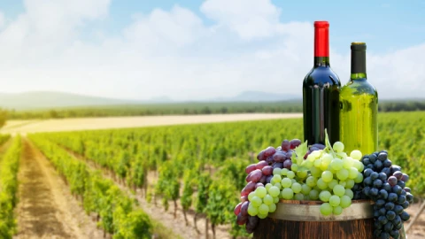 5 paradas obligatorias para los amantes del vino en Guanajuato