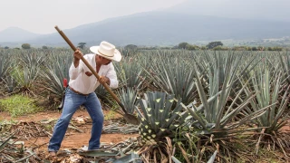 Día del Tequila 2025 Tequila hecho en Guanajuato.png