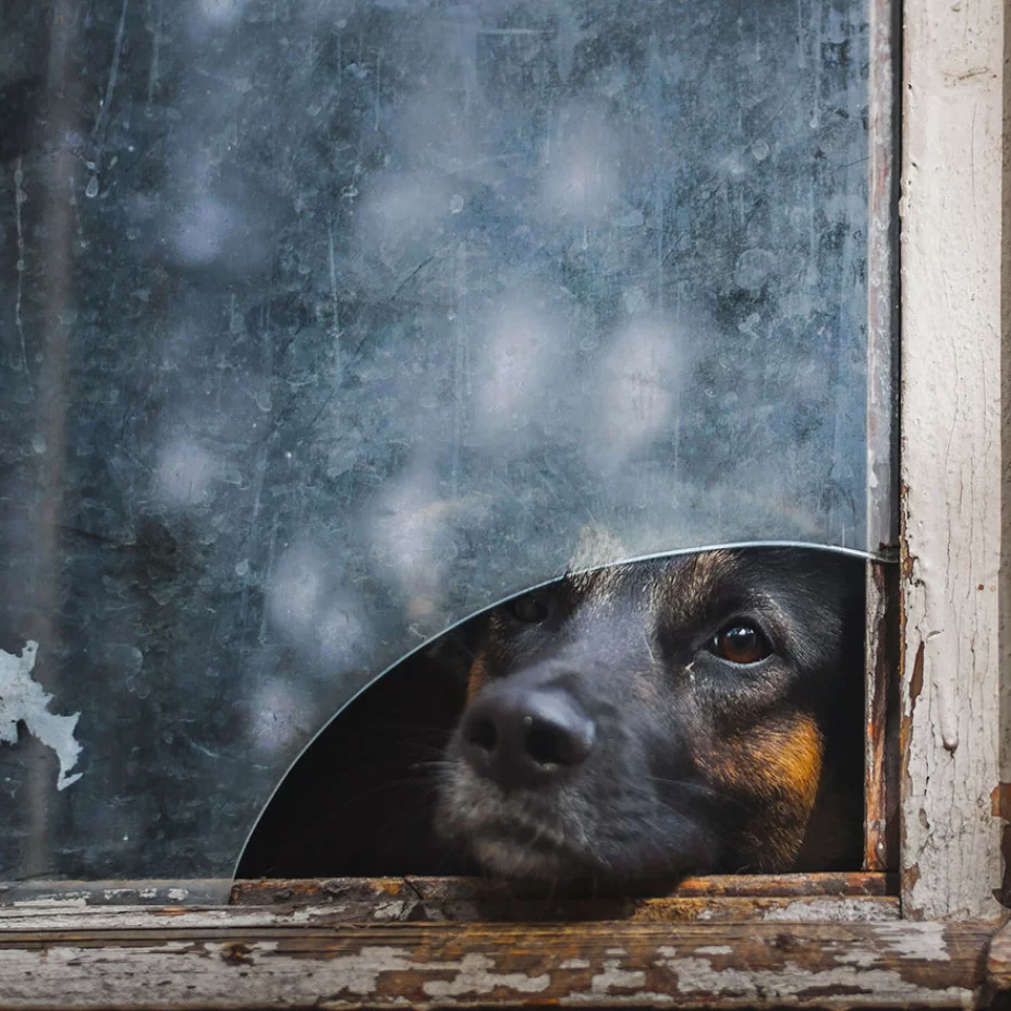 animalvenana8.jpg