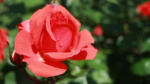 poner rosal