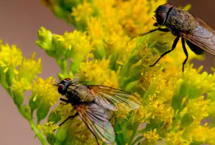 moscas-lluvia-a-donde-van