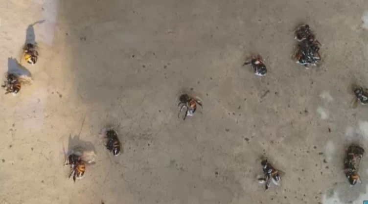 Abejas atacan a familia y matan a 20 animales en Zaragoza Veracruz