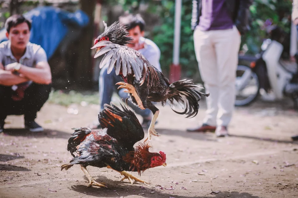 Las peleas de gallos son ilegales en la India donde un gallo de pelea mató a su dueño con la cuchilla atada a su pata.