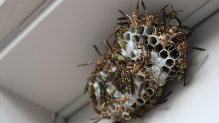 Avispas asesinas le quitan la vida a padre y su hijo ¡estaban de vacaciones!