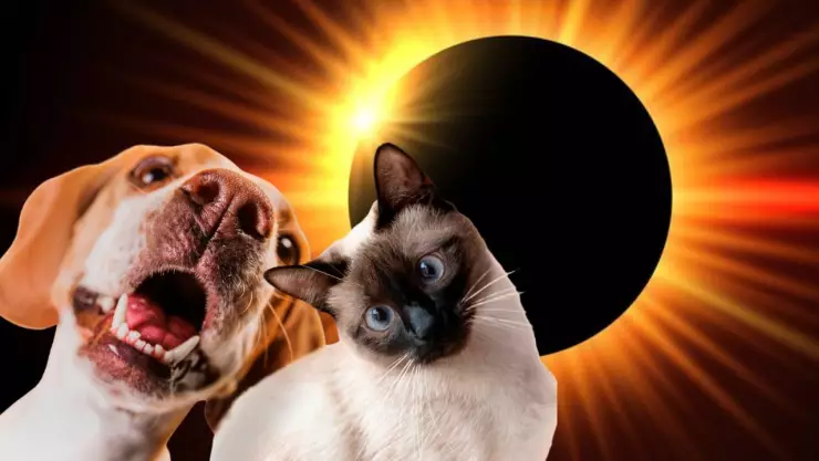 El eclipse solar tiene un efecto sobre las mascotas y otros animales.