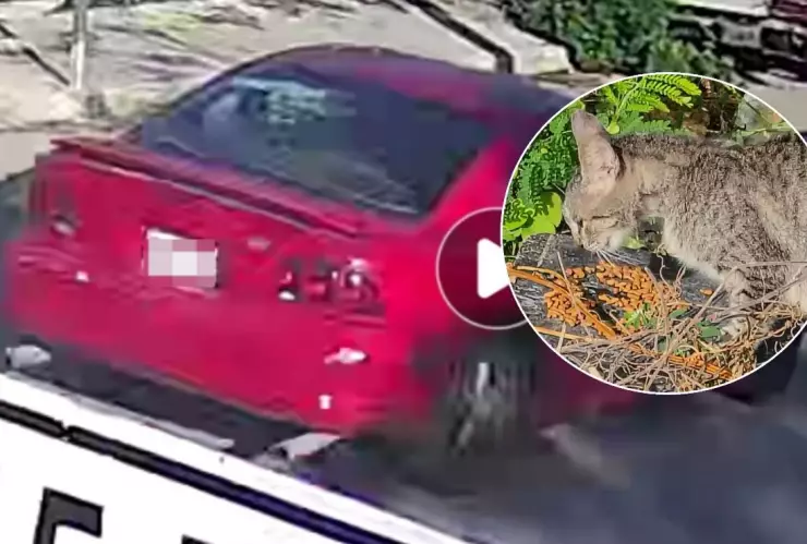 Denuncian nuevo caso de maltrato animal en Yucatán; sujeto fue captado tirando a su gato