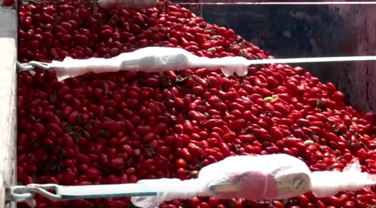 La Tomatina es España.