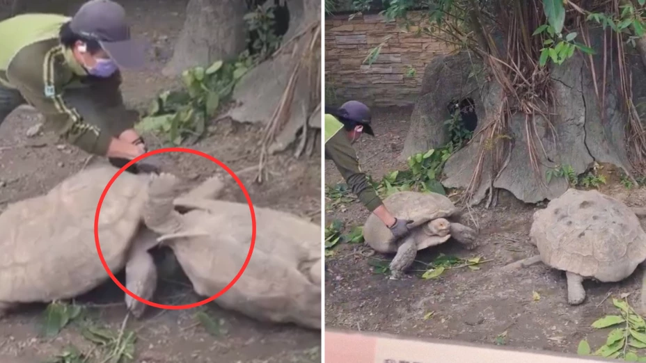 pelea de tortugas en zoológico de Taiwán.png