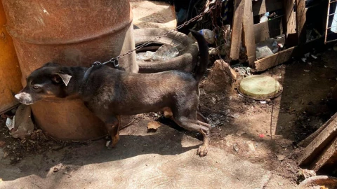 Perritos rescatados en El Marqués: dueño tendrá multa de 25 mil pesos