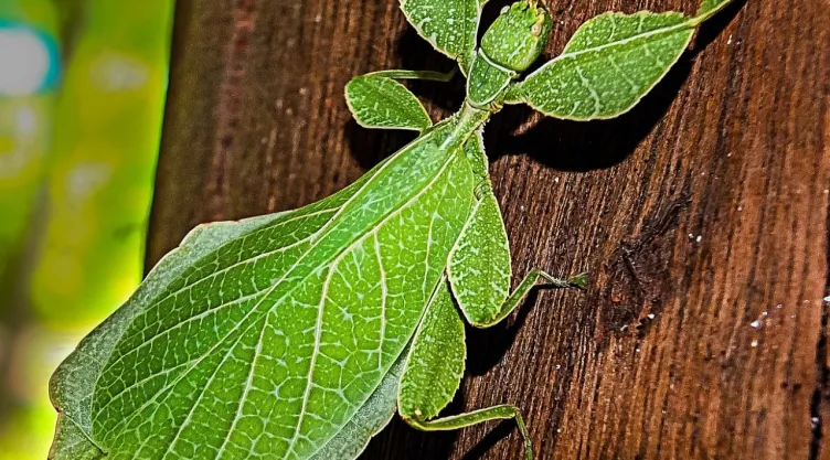 El truco para eliminar las cucarachas de la cocina