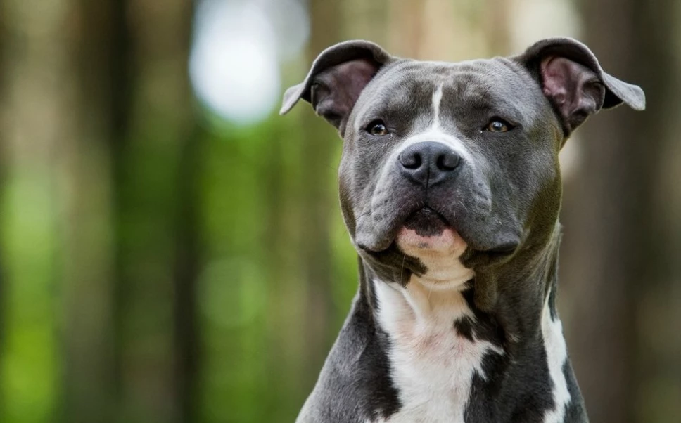 perro-pitbull-shutterstock_0_33_958_596.jpg