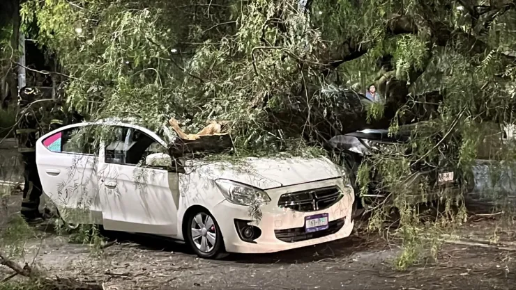 CDMX: Árbol de 10 metro aplasta dos autos que esperaban el siga en Taxqueña