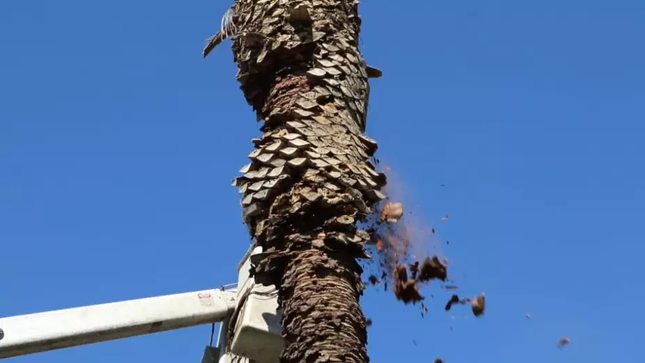 Palmeras enfermas en la CDMX.jpeg