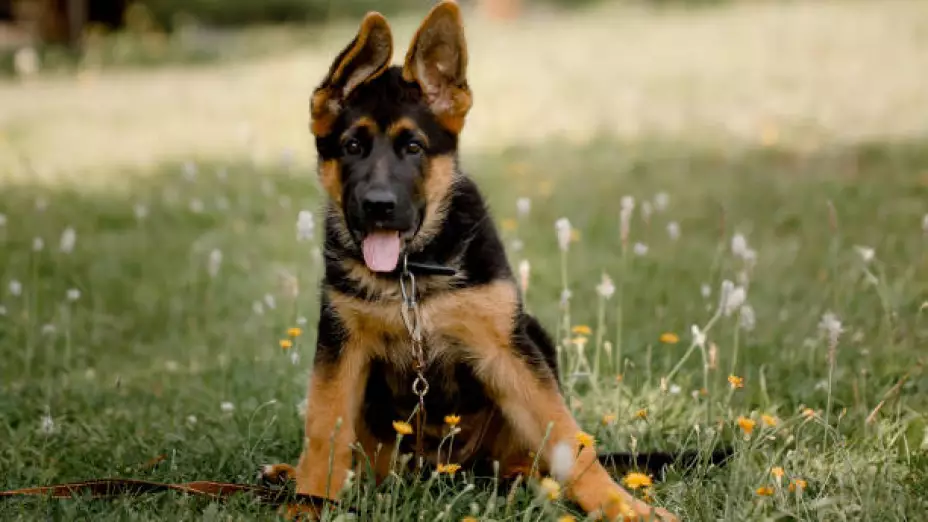 perros más inteligentes - pastor belga