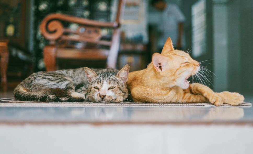 Gatos con covid