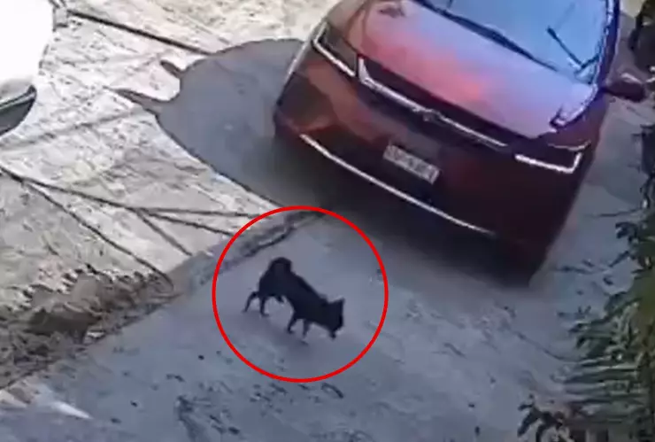 Conductor atropella a un perrito a propósito en Cuernavaca.